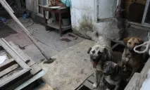 Махачкала собаче життя без котячих ніжностей життя