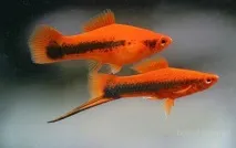 Меченосці (Xiphophorus helleri) - Aquarium Discovery меченосці