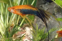 Меченосці (Xiphophorus helleri) - Aquarium Discovery discovery
