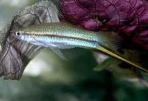Меченосці (Xiphophorus helleri) - Aquarium Discovery helleri