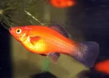 Меченосці (Xiphophorus helleri) - Aquarium Discovery меченосці