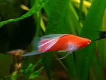 Меченосці (Xiphophorus helleri) - Aquarium Discovery aquarium
