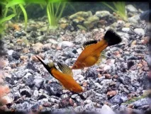 Меченосці (Xiphophorus helleri) - Aquarium Discovery aquarium