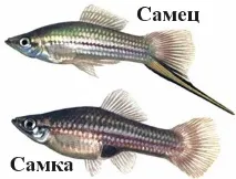 Меченосці (Xiphophorus helleri) - Aquarium Discovery xiphophorus