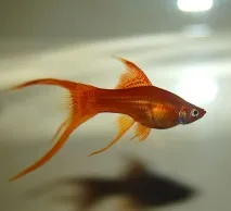 Меченосці (Xiphophorus helleri) - Aquarium Discovery мечоносців