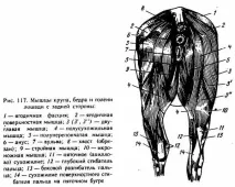 М’ЯЗИ, що діють на заплюснений суглоб і суглоби пальців діють