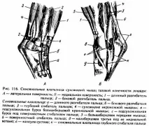М’ЯЗИ, що діють на заплюснений суглоб і суглоби пальців заплюснений