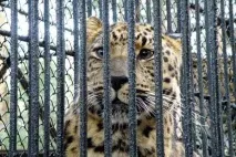Чи можна померти від страху язів
