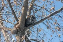 Знайти зображення кіт на дереві дереві