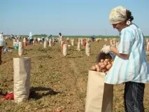 Спадкування селянського фермерського господарства - особливості, порядок успадкування особливості