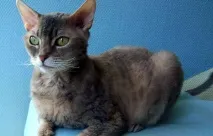 рекс