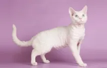 рекс