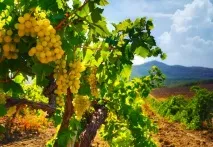 Ніколь Кліко «Весла вдова» з Шампані шампані