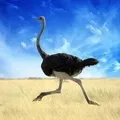 пошук