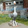 птиці