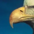 птиці