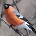 птиці