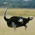 маскою