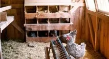 Облаштування своїми руками курника за правилами, забезпечення світла у приміщенні руками
