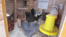 Облаштування своїми руками курника за правилами, забезпечення світла у приміщенні облаштування