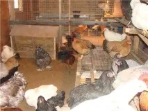 Облаштування своїми руками курника за правилами, забезпечення світла у приміщенні правилами
