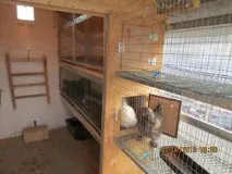 Облаштування своїми руками курника за правилами, забезпечення світла у приміщенні своїми