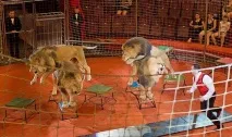 Одеський Державний Цирк, Circus Odessa одеський