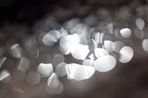 Огляд об’єктива Samyang 85 Samyang