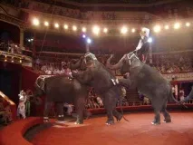 Одеський Державний Цирк, Circus Odessa цирк