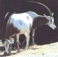 gazella