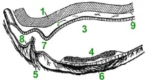 Орган рівноваги - Клуб прихильників здорового способу життя орган
