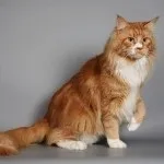 опис