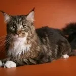 короткий