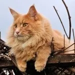 мейн-кун