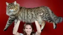 опис