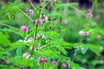 Мімоза у косметиці Mimosa