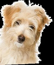Pet at School Soft - 0 - 300 метрів Axes