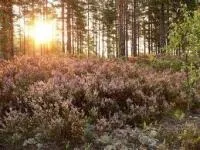 Ґрунтопокривні рослини та килимові квітники ґрунтопокривні