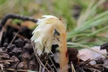 Під’єльник звичайний - рослина без хлорофілу - Михайло Соколов єльник