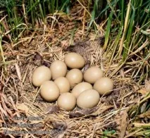 Корисні властивості фазаного яйця властивості