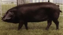 свиней