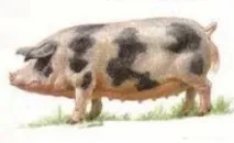 свиней