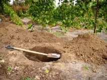 Посадка груші восени – в чому перевага цього способу Відео чому