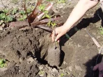 Посадка груші восени – в чому перевага цього способу Відео чому