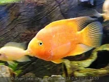 cichlid