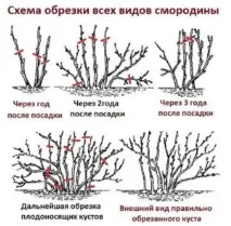 Правильне і своєчасне обрізування смородини восени для садівників-початківців - спосіб збільшити правильне
