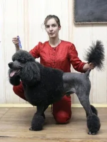 собакам