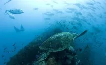 Море хвилюється раз, або топ 10 кращих фільмів про моря та океани хвилюється