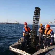 Морські мідії технології культивування морські