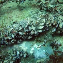 Морські мідії технології культивування морські